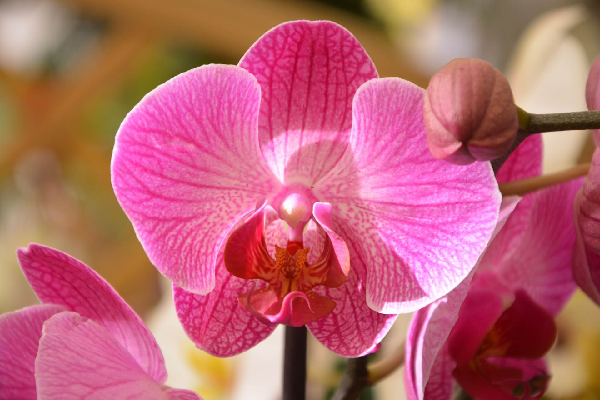 Orchidee